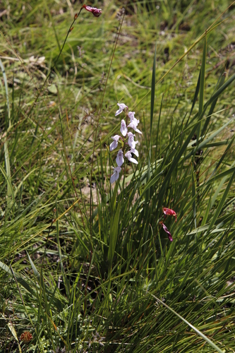 Image of Brownleea recurvata by (c) Tony Rebelo, some rights reserved (CC BY-SA)