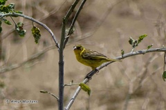 Ploceus castaneiceps