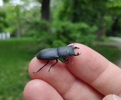 Dorcus parallelipipedus