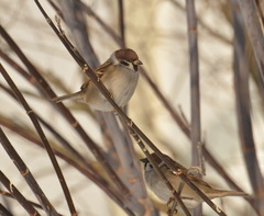 Passer montanus