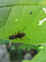 Macrophya punctumalbum