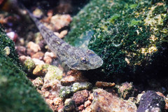 Glossogobius