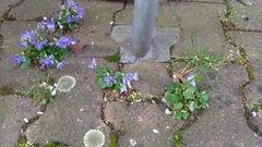 Viola × bavarica