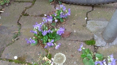 Viola × bavarica
