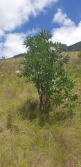 Protea gaguedi