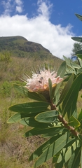Protea gaguedi