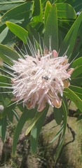 Protea gaguedi