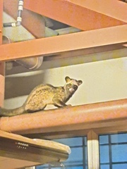 Paradoxurus musangus