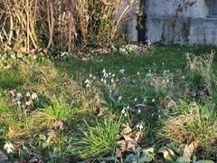 Galanthus nivalis