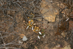 Mesembryanthemum paulum