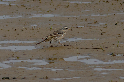 Water Pipit, 4251 Werkendam, Nederland, photo 10 of 10