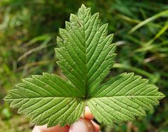 Fragaria moschata