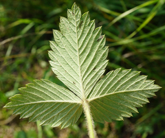 Fragaria moschata