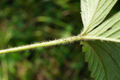 Fragaria moschata