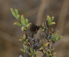 Drosanthemum asperulum
