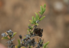 Drosanthemum asperulum