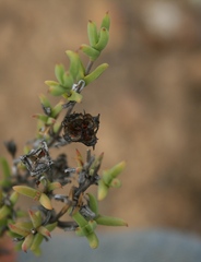 Drosanthemum asperulum