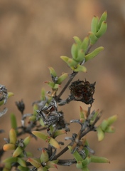 Drosanthemum asperulum