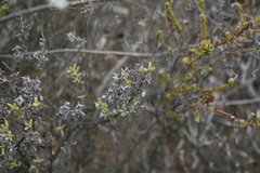 Drosanthemum asperulum