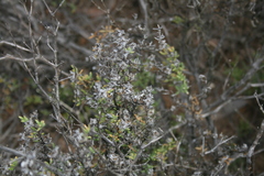 Drosanthemum asperulum