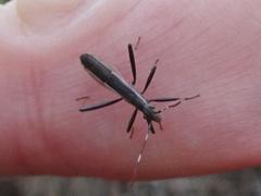 Micrelytra fossularum