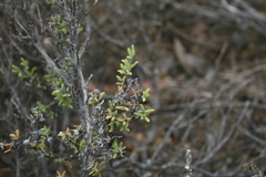 Drosanthemum asperulum