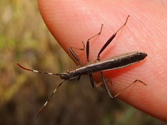 Micrelytra fossularum