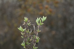 Drosanthemum asperulum