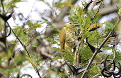 Colaptes auricularis