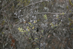 Drosanthemum asperulum