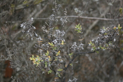 Drosanthemum asperulum