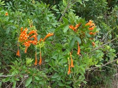 Pyrostegia venusta image