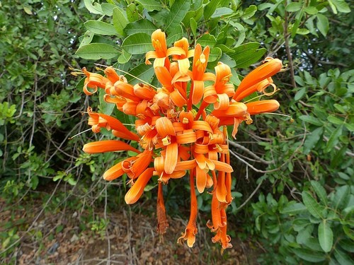 Pyrostegia image