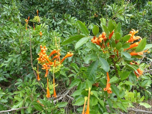 Pyrostegia venusta image