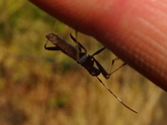 Micrelytra fossularum