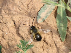 Eucera nigrilabris