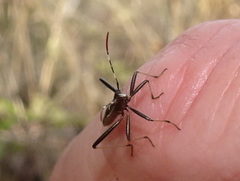 Micrelytra fossularum