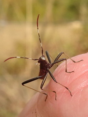 Micrelytra fossularum