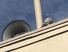 Columba livia domestica