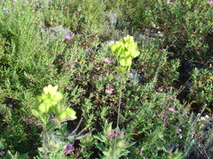 Biscutella valentina