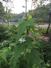 Ripariosida hermaphrodita