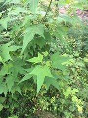 Ripariosida hermaphrodita