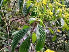 Deppea grandiflora
