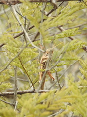 Cyrtacanthacris tatarica