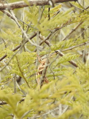 Cyrtacanthacris tatarica