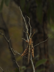 Cyrtacanthacris tatarica