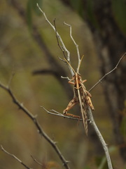 Cyrtacanthacris tatarica