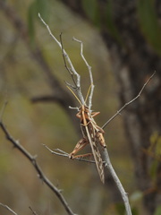 Cyrtacanthacris tatarica