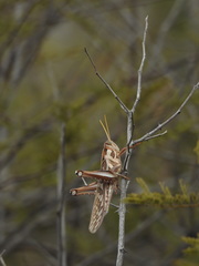 Cyrtacanthacris tatarica