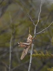 Cyrtacanthacris tatarica